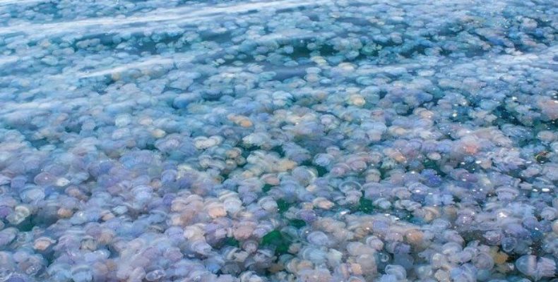 Огромное количество медуз на побережье Евпатории