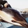 Дельфин выбросился на берег Солнечной Долины (Судакский район)