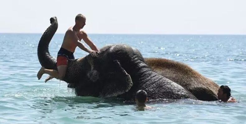 В Крыму купаются слоны (видео)