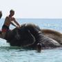 В Крыму купаются слоны (видео)