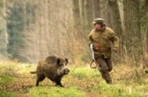 Запрет на охоту введен в Ялтинском регионе