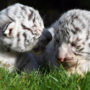 В Крыму родились редкие белые «королевские» тигрята (фото)