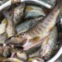 Запрет на лов рыбы в акватории Ялтинского порта