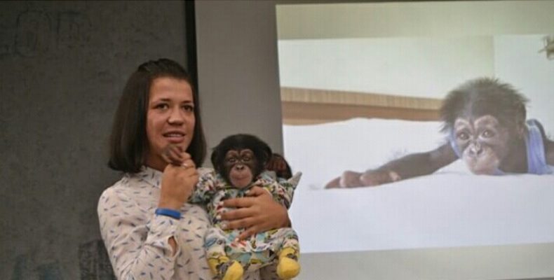В Ялте в зоопарке отеля «Ялта — Интурист» родился второй детеныш шимпанзе