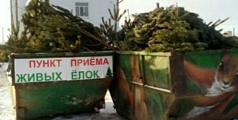 20 января жители Крыма смогут сдать новогодни елки (список пунктов приема)