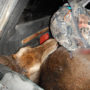 В Крыму полиция устроила погоню за браконьером, убившим оленей