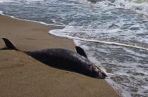 Дельфины массово выбросились на берег Евпатории