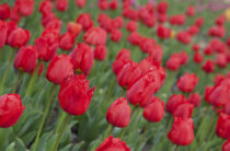 В Никитском ботсаду откроется парад тюльпанов