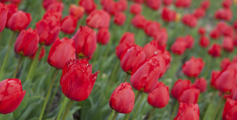 В Никитском ботсаду откроется парад тюльпанов