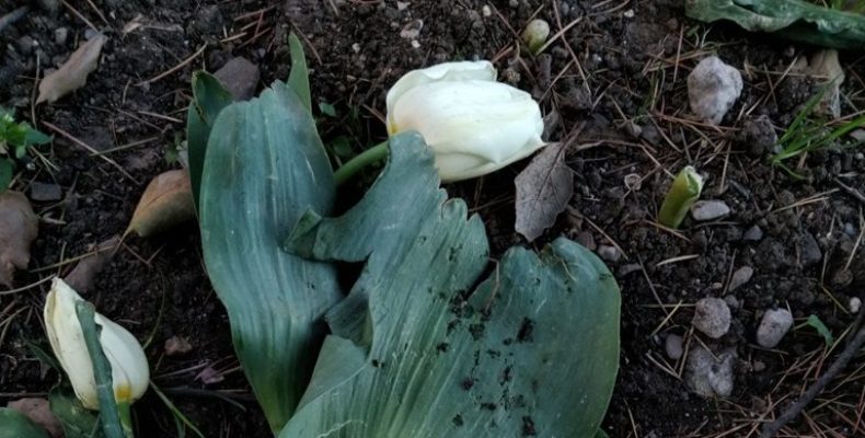 В Ялте с городских клумб похитили более 300 тюльпанов