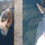 К пирсу набережной Алушты привязали труп дельфина