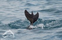 У берегов Крыма заметили дельфина с «трехлопастным» хвостом