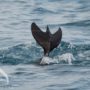 У берегов Крыма заметили дельфина с «трехлопастным» хвостом