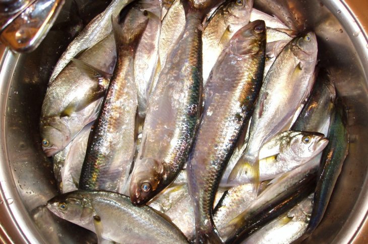 Рыбалка в Гурзуфе