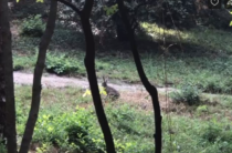 Ялта: в Массандровском парке появились зайцы (видео)