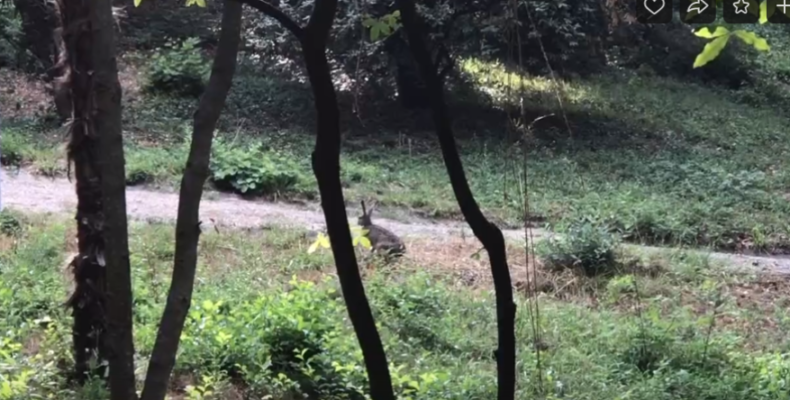 Ялта: в Массандровском парке появились зайцы (видео)
