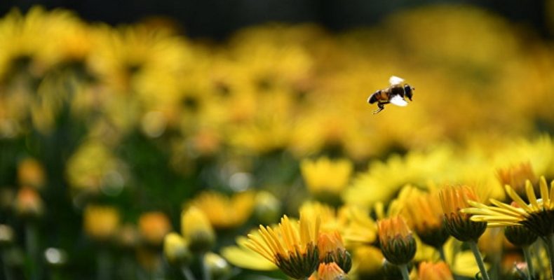 Не жужжит: эксперт назвал причины массовой гибели пчел