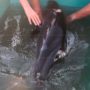 В Севастополе туристы ради селфи замучили умирающего дельфина