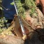 Жителю Удмуртии грозит штраф за уничтожение можжевельника в Крыму
