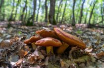 Где в Крыму грибные места и как не отравиться грибами