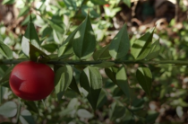 В Ливадии вырубили 26 кустов краснокнижного растения