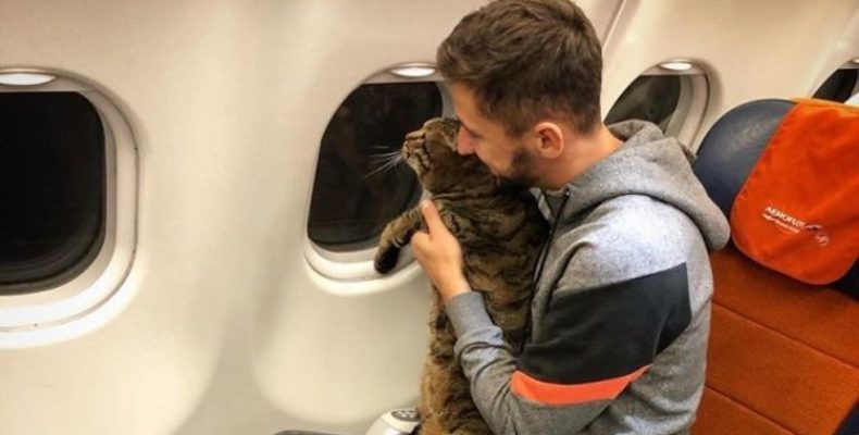 «Аэрофлот» лишил пассажира бонусных миль за провоз толстого кота