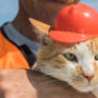 «Холостяк и карьерист»: что будет с котом-талисманом Крымского моста