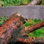 Правительство изменит правила сноса деревьев в городах Крыма