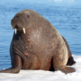 Дальневосточные моржи прошли карантин в Крыму