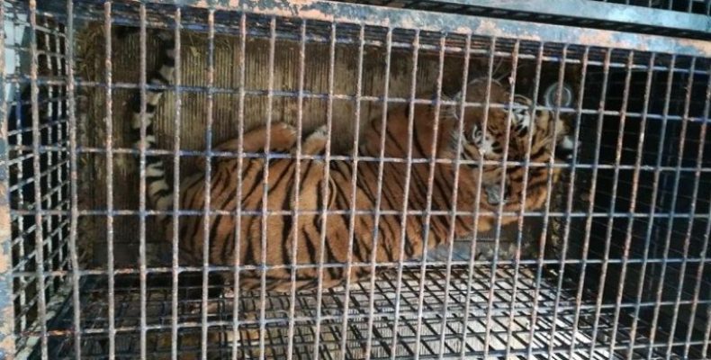 Направлявшиеся в Дагестан тигры погибали на польско-белорусской границе