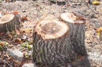 Крым: в Симферополе возбудили дело из-за незаконной вырубки деревьев