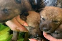 Крым: детенышей убитой  волчицы приютили в зоопарке