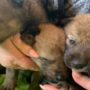 Крым: детенышей убитой  волчицы приютили в зоопарке