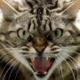 Крым: бешеная кошка закрыла на карантин целый поселок