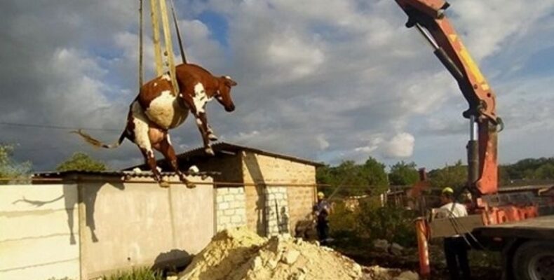 Крым: невероятные приключения коровы