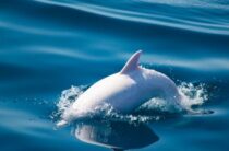 Дельфин-альбинос замечен в Крыму