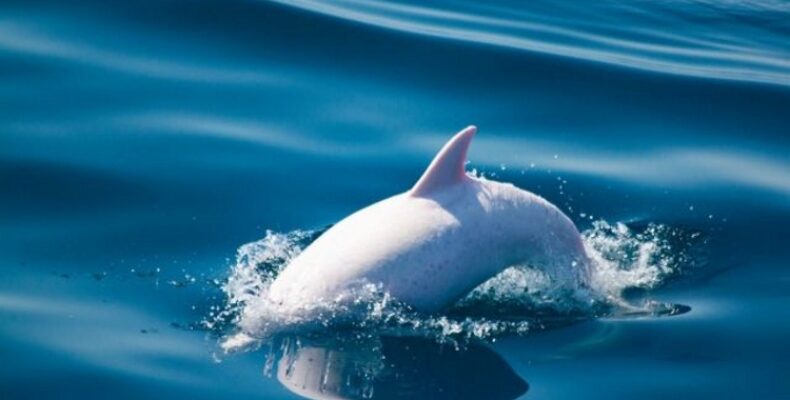 Дельфин-альбинос замечен в Крыму