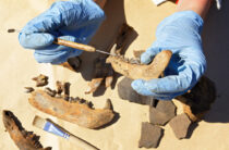 Крым: в пещере «Таврида» нашли кости древнего носорога