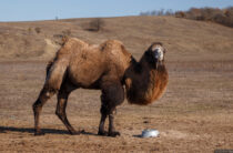 Крым: верблюда хотели пустить на мясо
