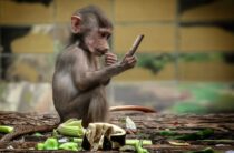Ялта: обезьяны напали на туристов – отобрали мобильный телефон и оттаскали за волосы (видео)